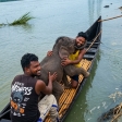 তিস্তায় ভেসে যাওয়া হাতির ছানা উদ্ধার