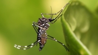 ডেঙ্গুতে এক দিনে আরও ৬ মৃত্যু, হাসপাতালে ভর্তি ১৮৬৮