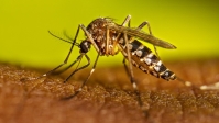 নারায়ণগঞ্জে ডেঙ্গু বেড়েছে
